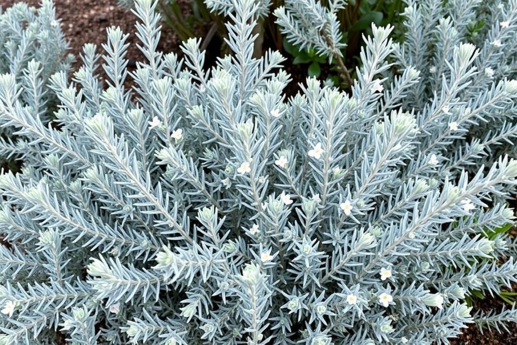 Coastal Rosemary with silvery foliage in a garden border Coastal Rosemary with silvery foliage in a garden border